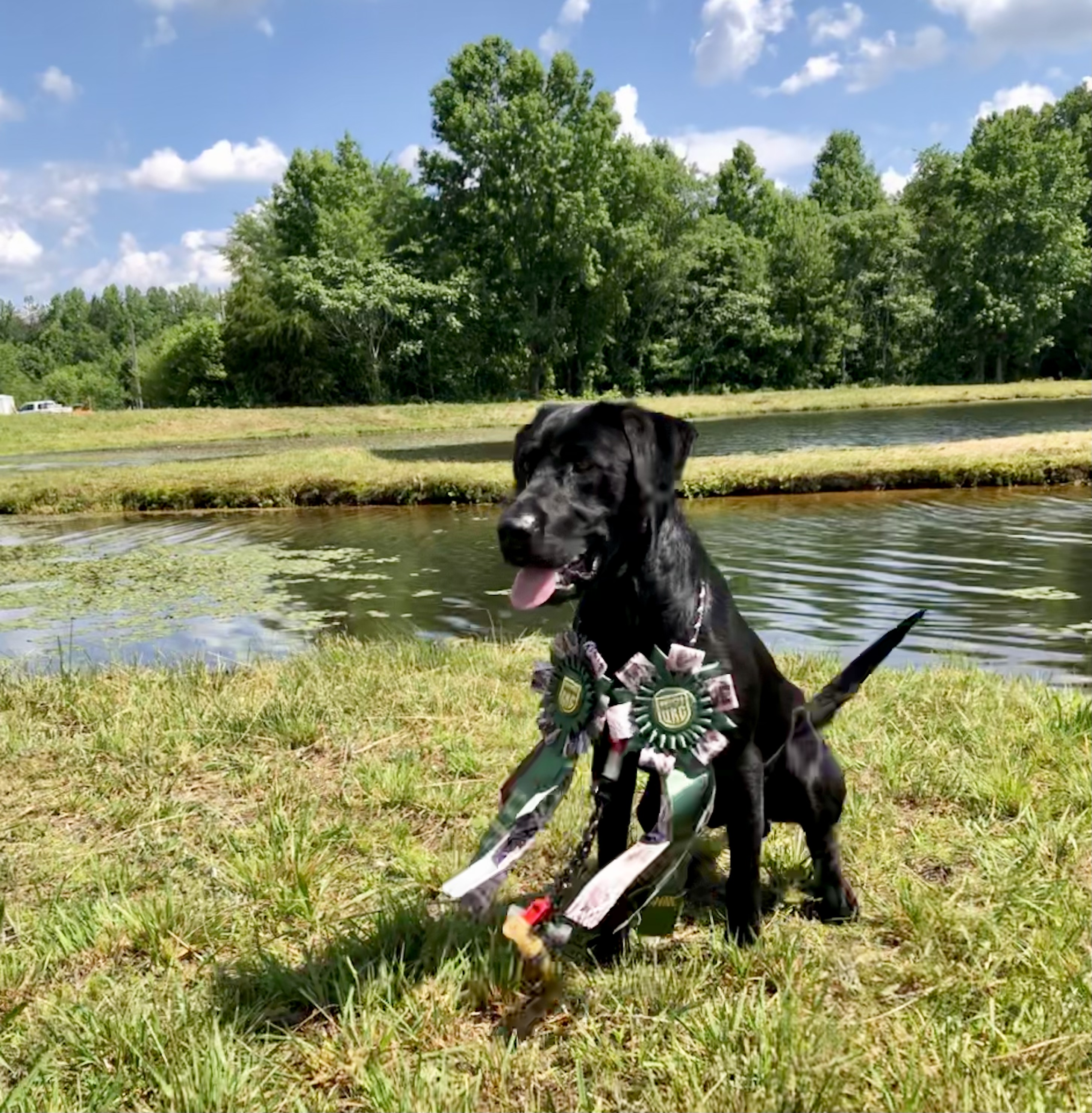 HR UH TFK’s This Dudes Got Da Juice MH | Black Labrador Retriver