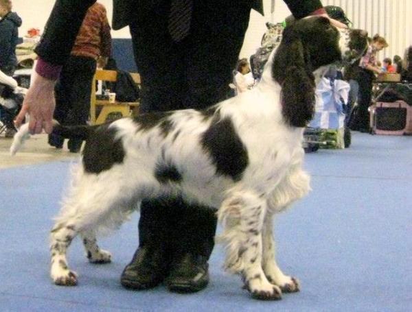 Glamorly Golden Daydreams | English Springer Spaniel 