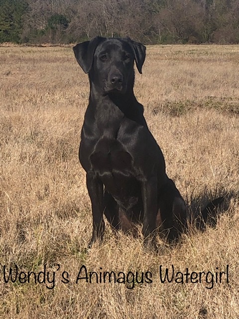 HR Wendy’s Animagus Watergirl | Black Labrador Retriver