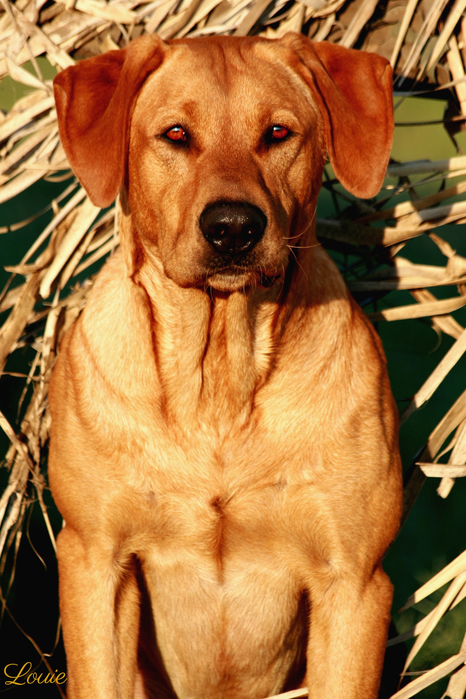 HRCH Flint Oak Downtown's Bad Bad Leroy Brown MH | Yellow Labrador Retriver