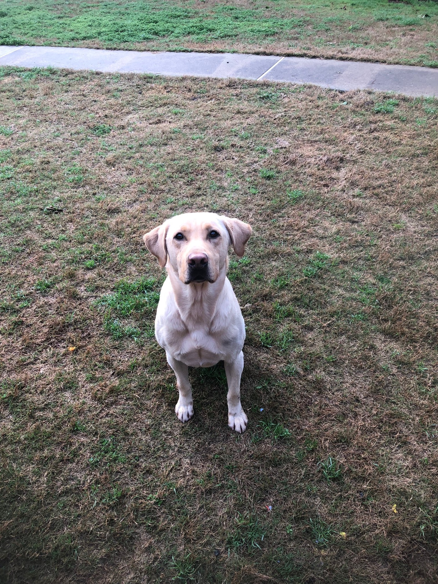 HRCH Little River Run's Casanova In Disguise | Yellow Labrador Retriver