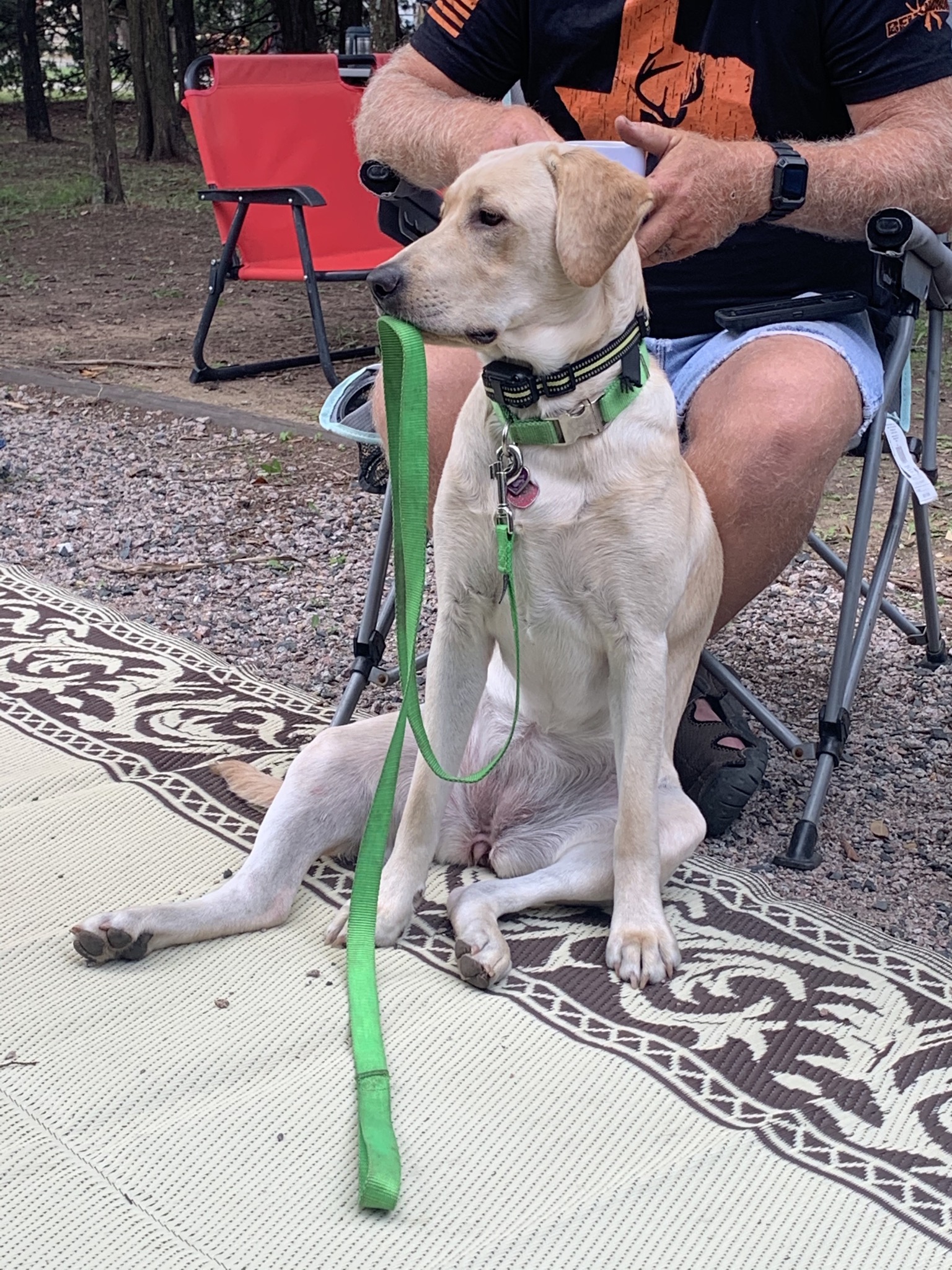 Ella Mae Williams | Yellow Labrador Retriver