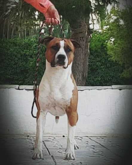 GIANCANA'S ANTHONY | American Staffordshire Terrier 