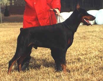 Hainide Nemrod-Chuck | Black Doberman Pinscher