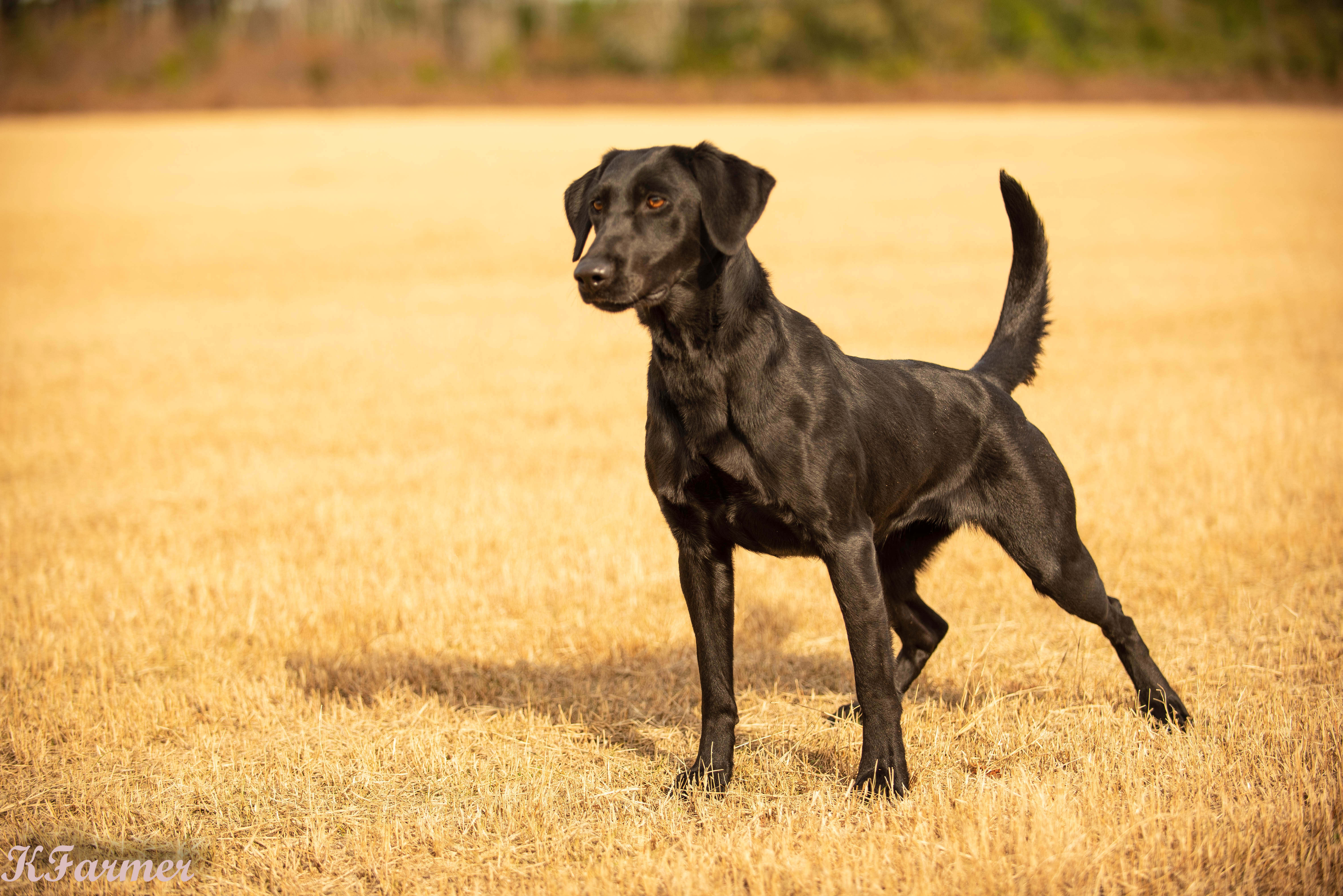 Tremblin Earths Color Me Blue | Black Labrador Retriver