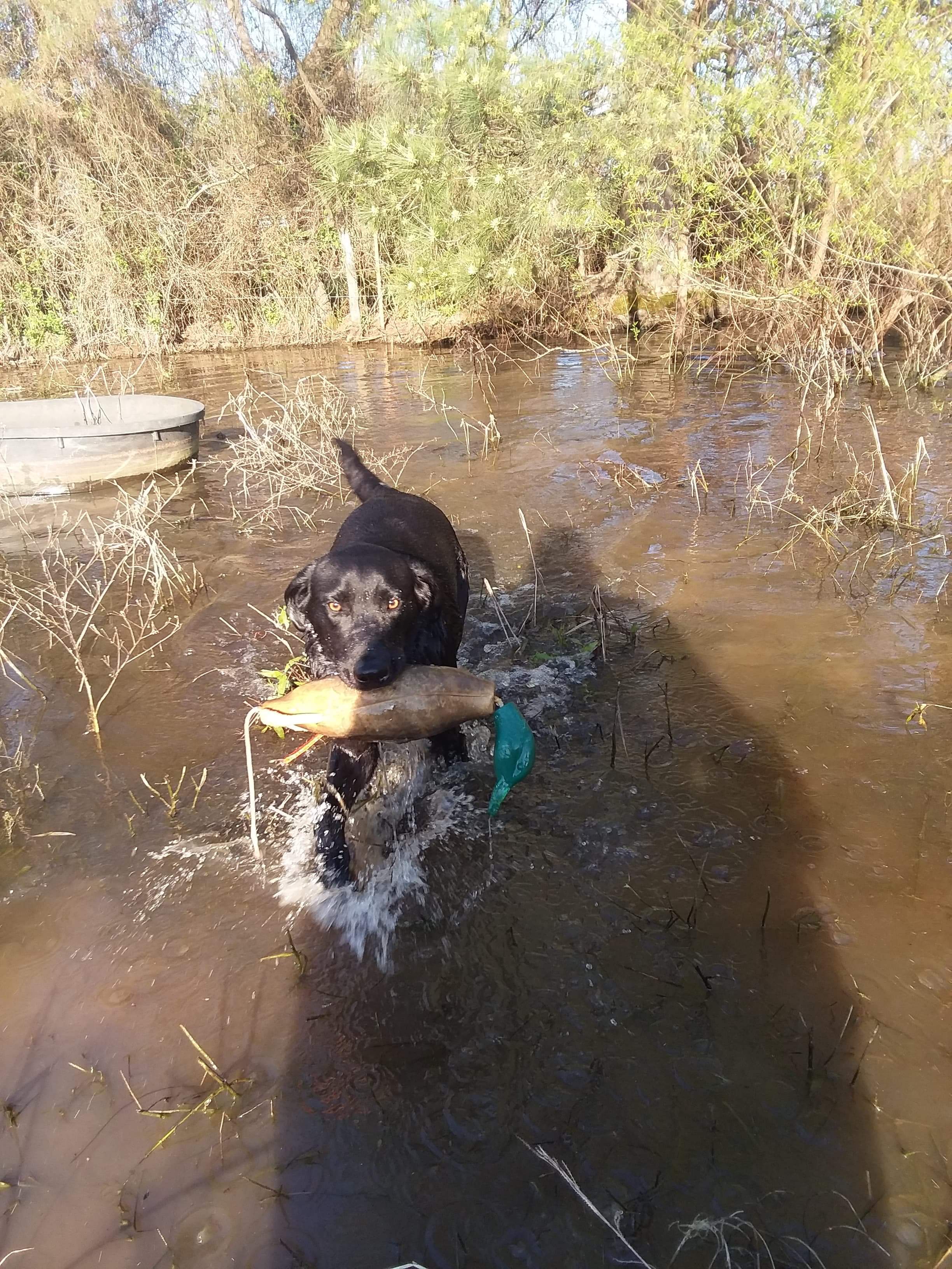 NSR Shoot E'm Down Flying Ace    " Ace " | Black Labrador Retriver