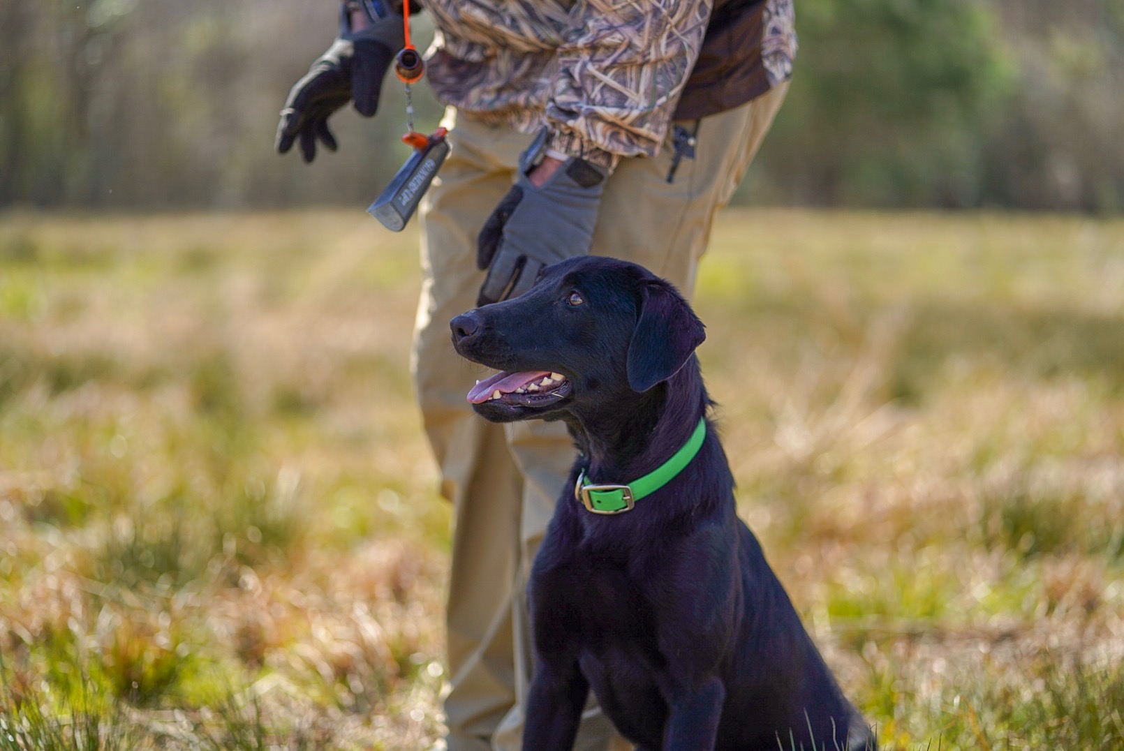 SHR Woodstream’s Whistlin Dixie On The Bay JH | Black Labrador Retriver