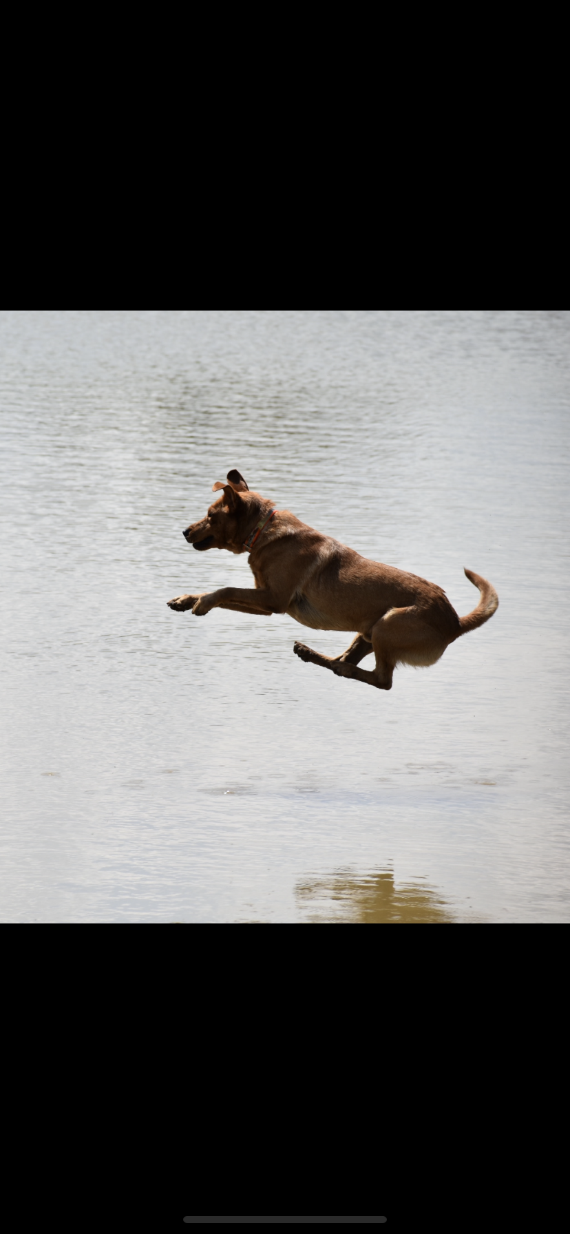 SHR  Coosa Bends Royal Flush Ace | Yellow Labrador Retriver