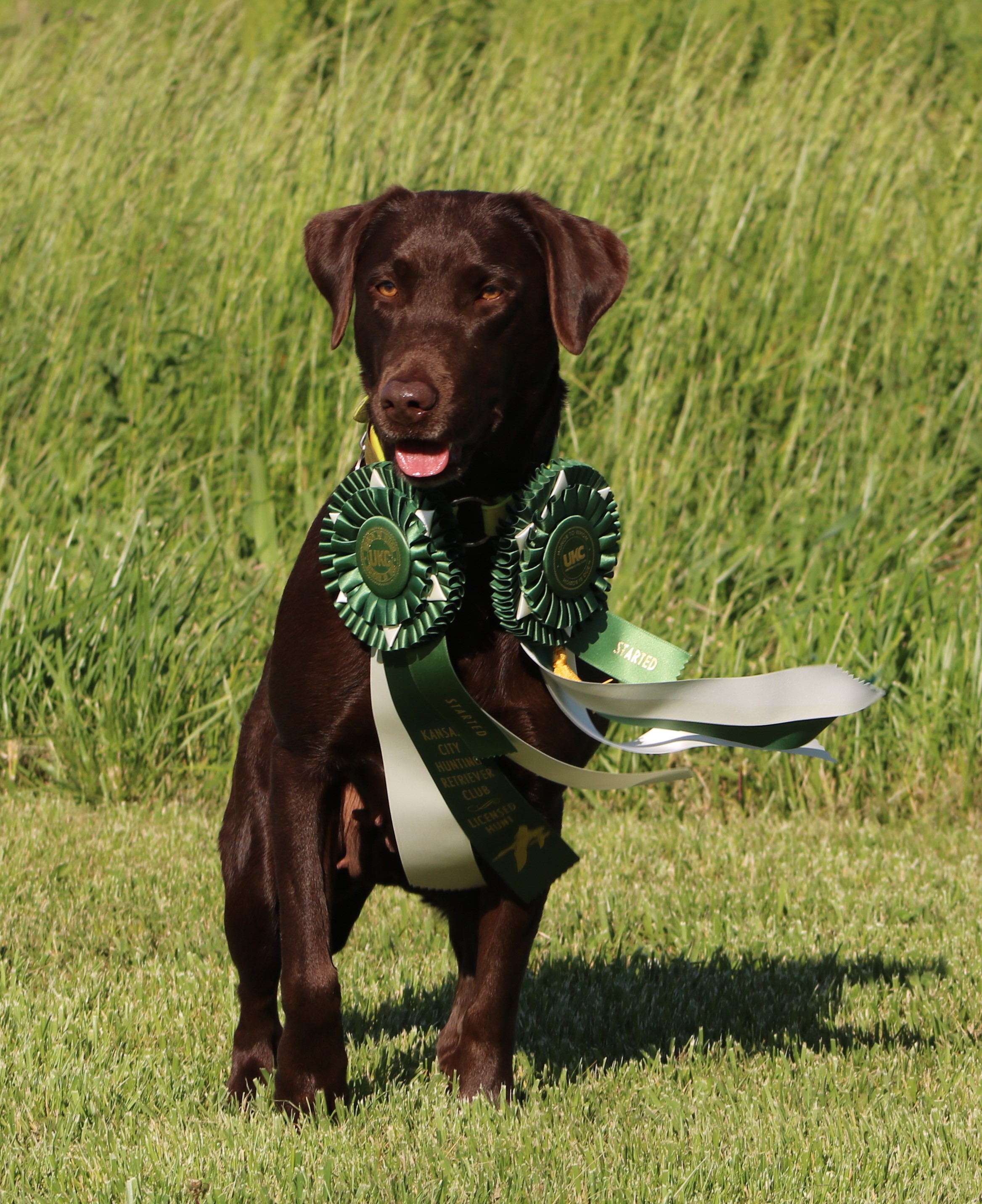 HR D&R Princess Brandi | Chocolate Labrador Retriver