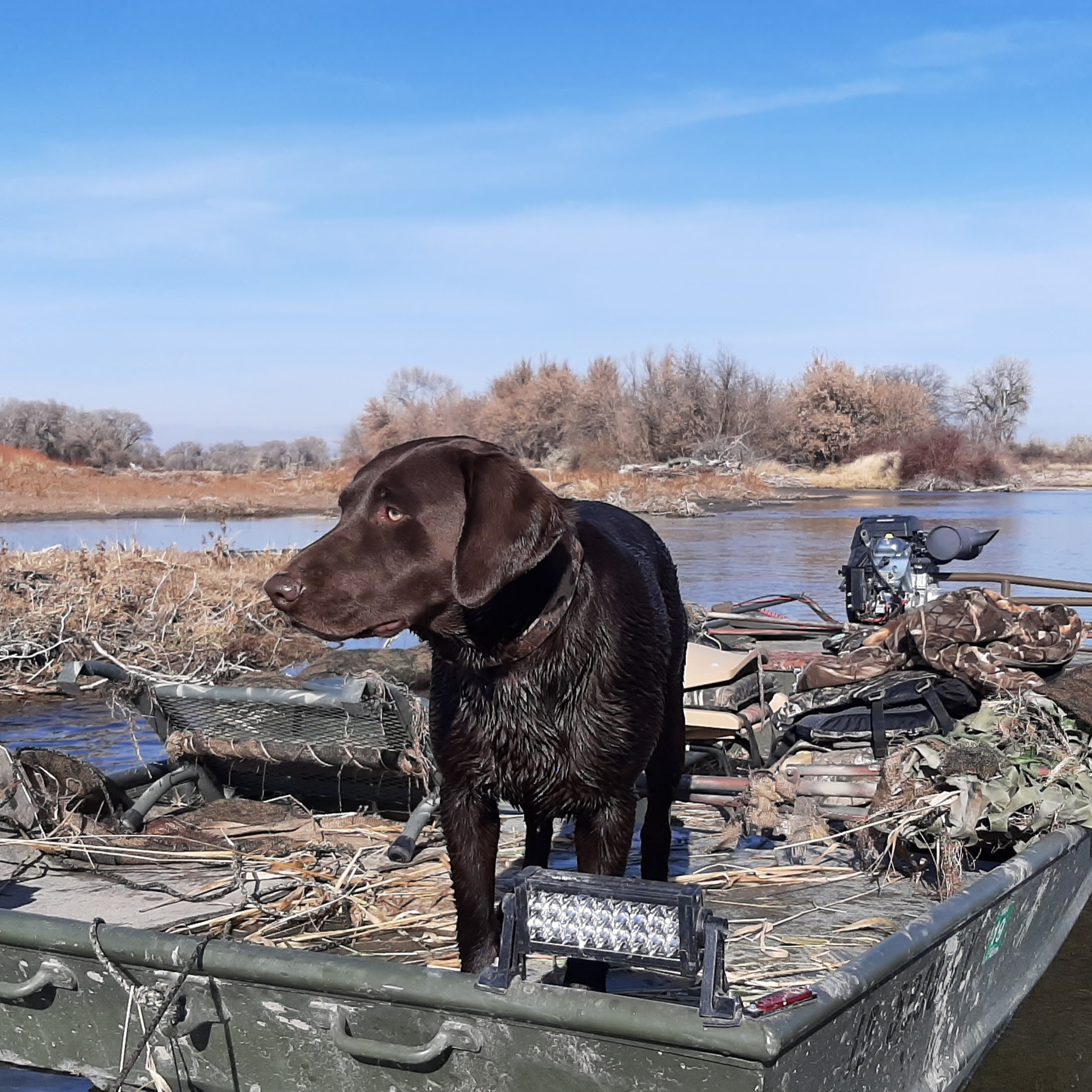 Beretta's Little Willow JH | Chocolate Labrador Retriver