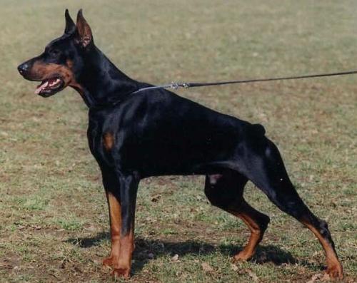 Larson Royal Bell | Black Doberman Pinscher