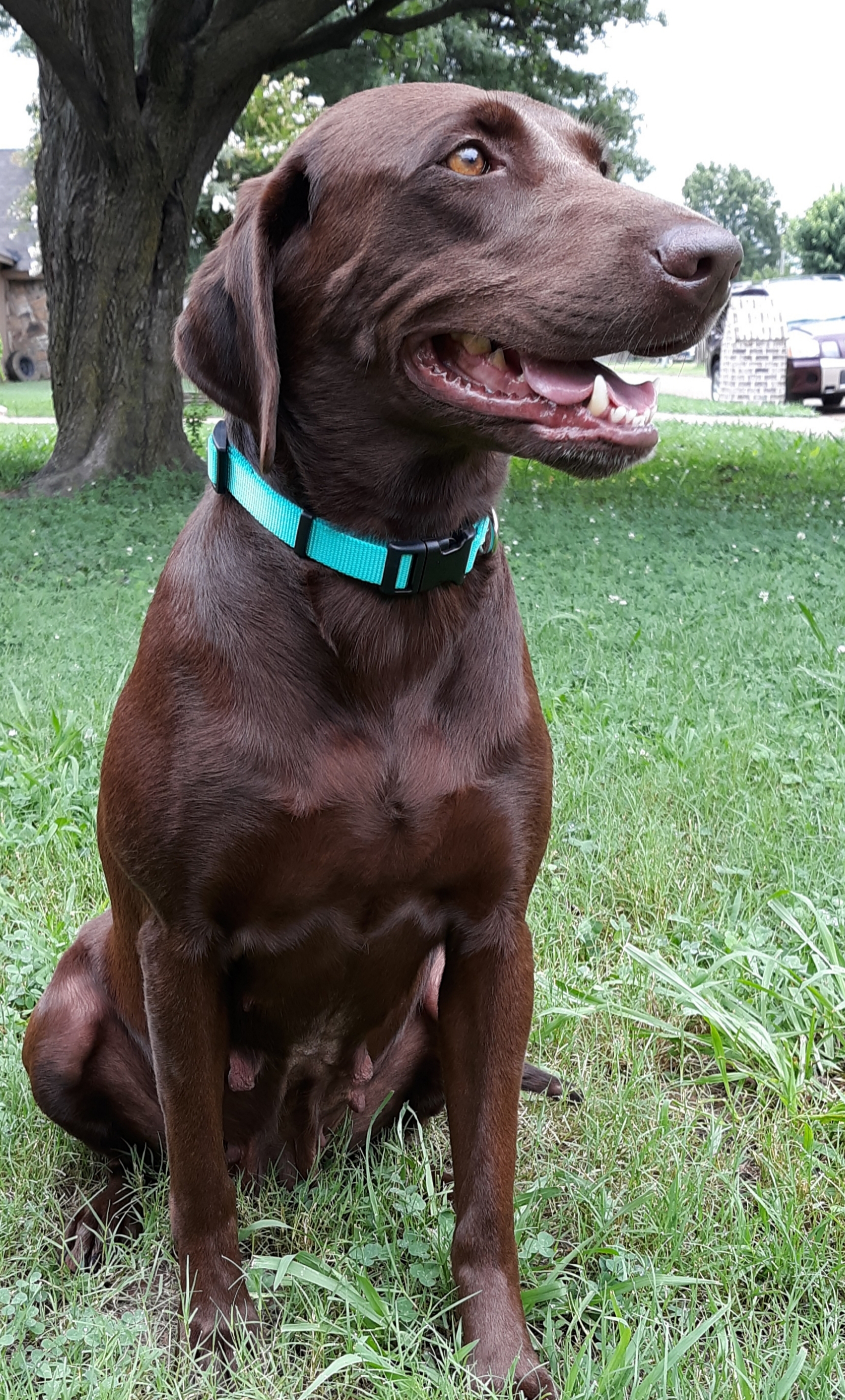 SHR American Made | Chocolate Labrador Retriver