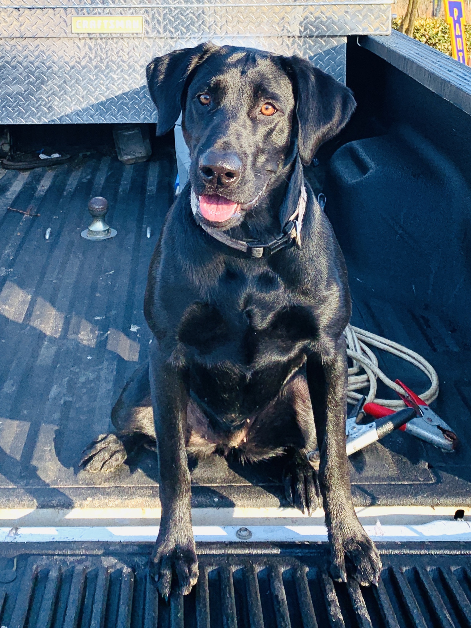 McCall's Walk In The Clouds | Black Labrador Retriver