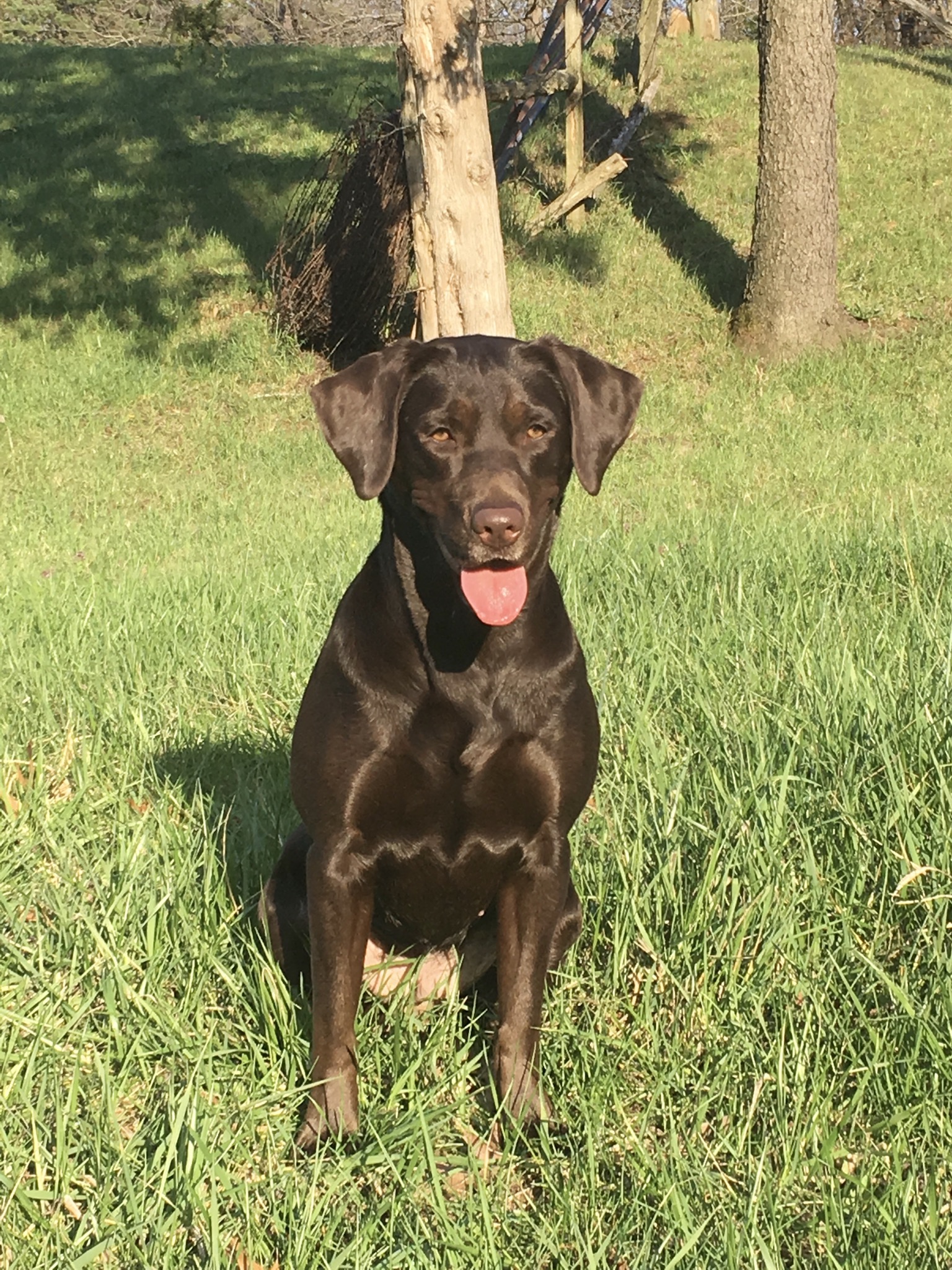 HR Princess June Bug Brown | Chocolate Labrador Retriver