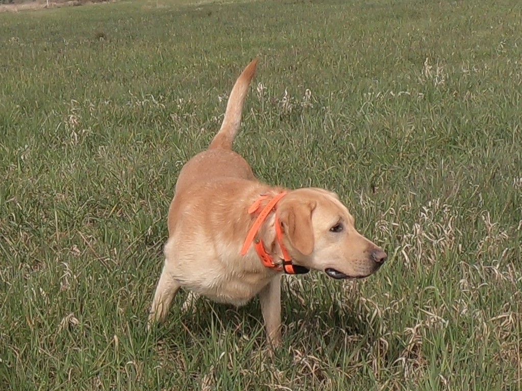 3.5x GMPR Stk's Hot Tub Hank MH | Yellow Labrador Retriver