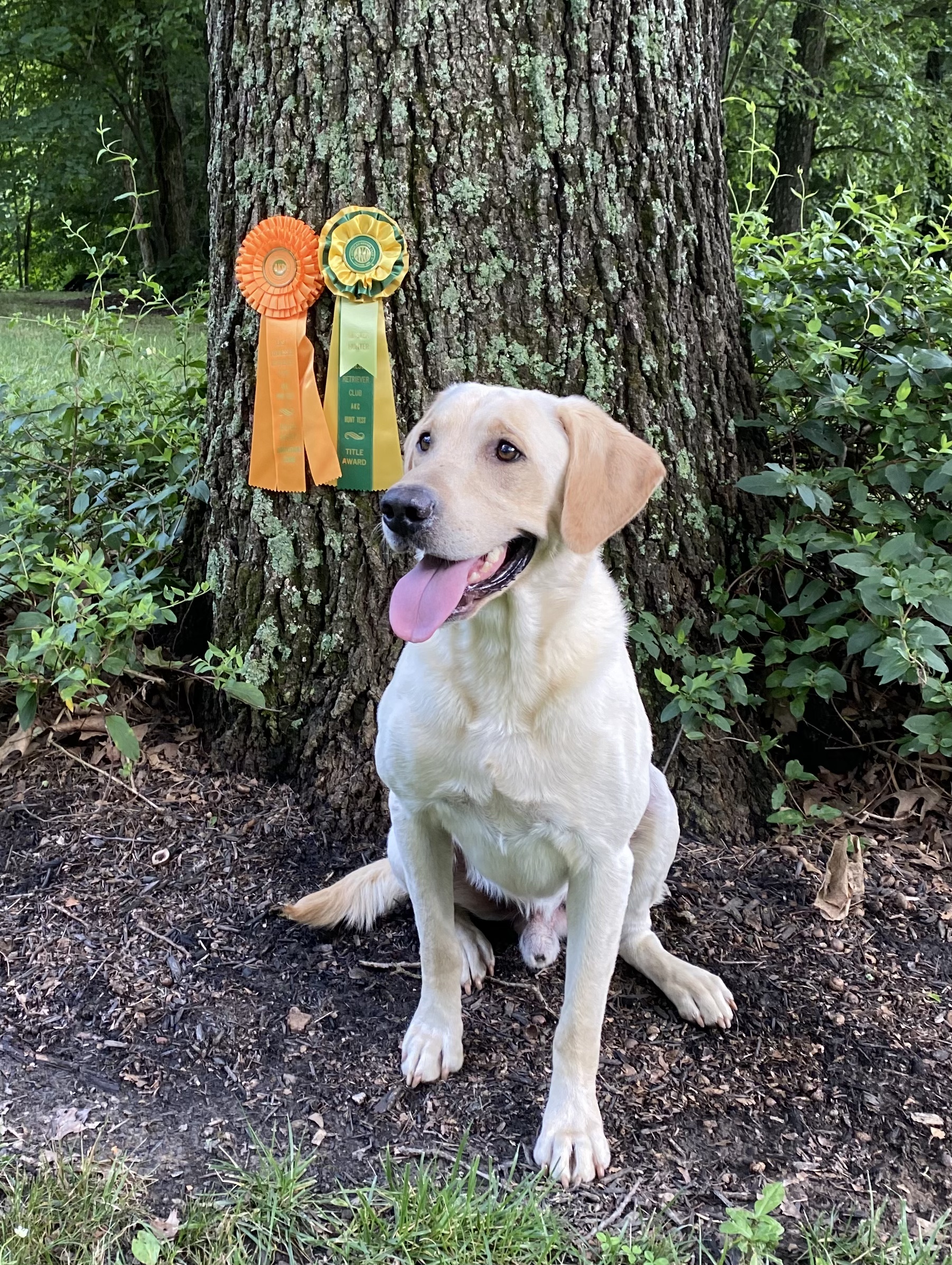 Ham's Outta Sight Malli And Amigo's Watch It! MH | Yellow Labrador Retriver