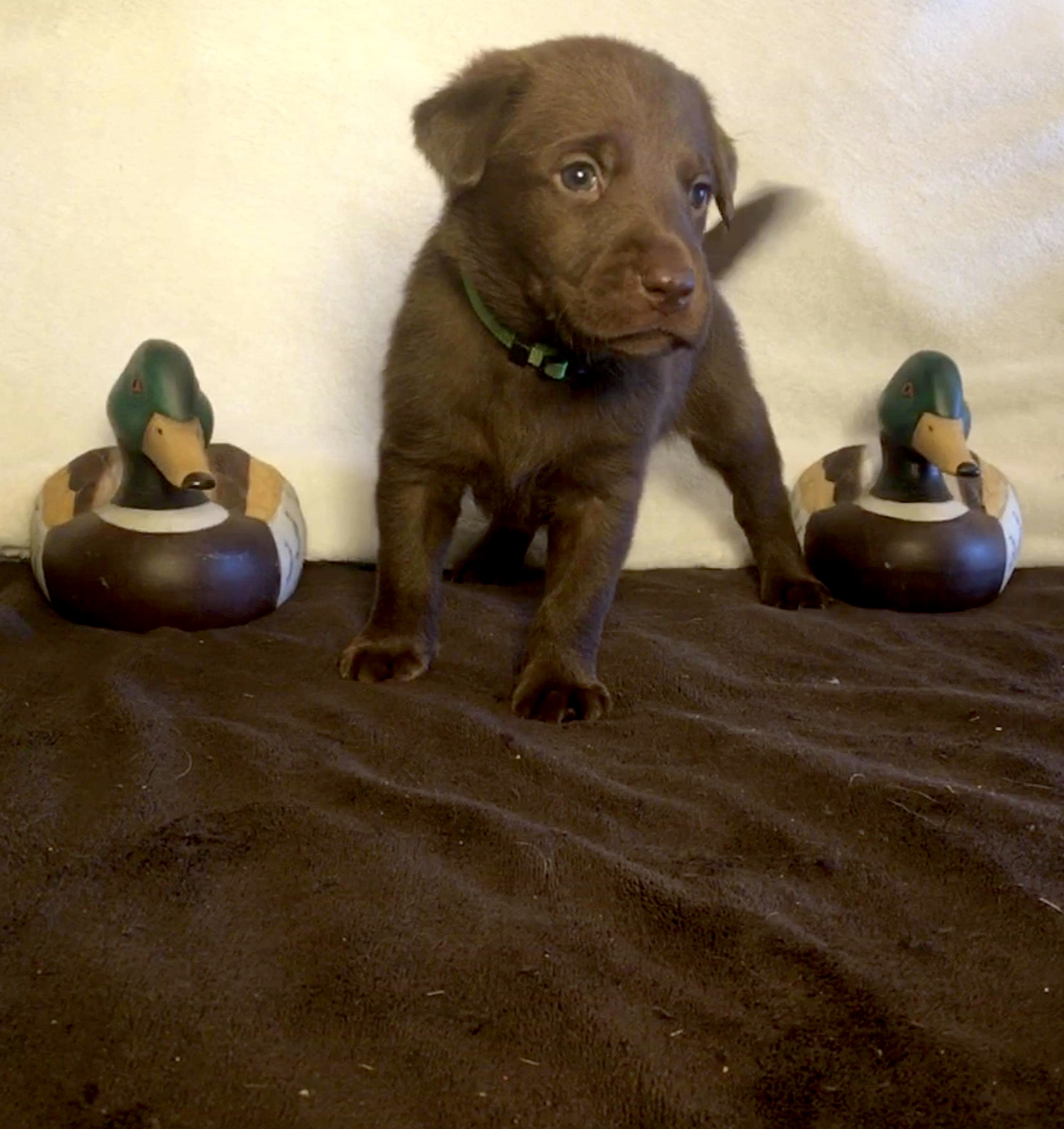 Raincreek’s Mud Cricket | Chocolate Labrador Retriver