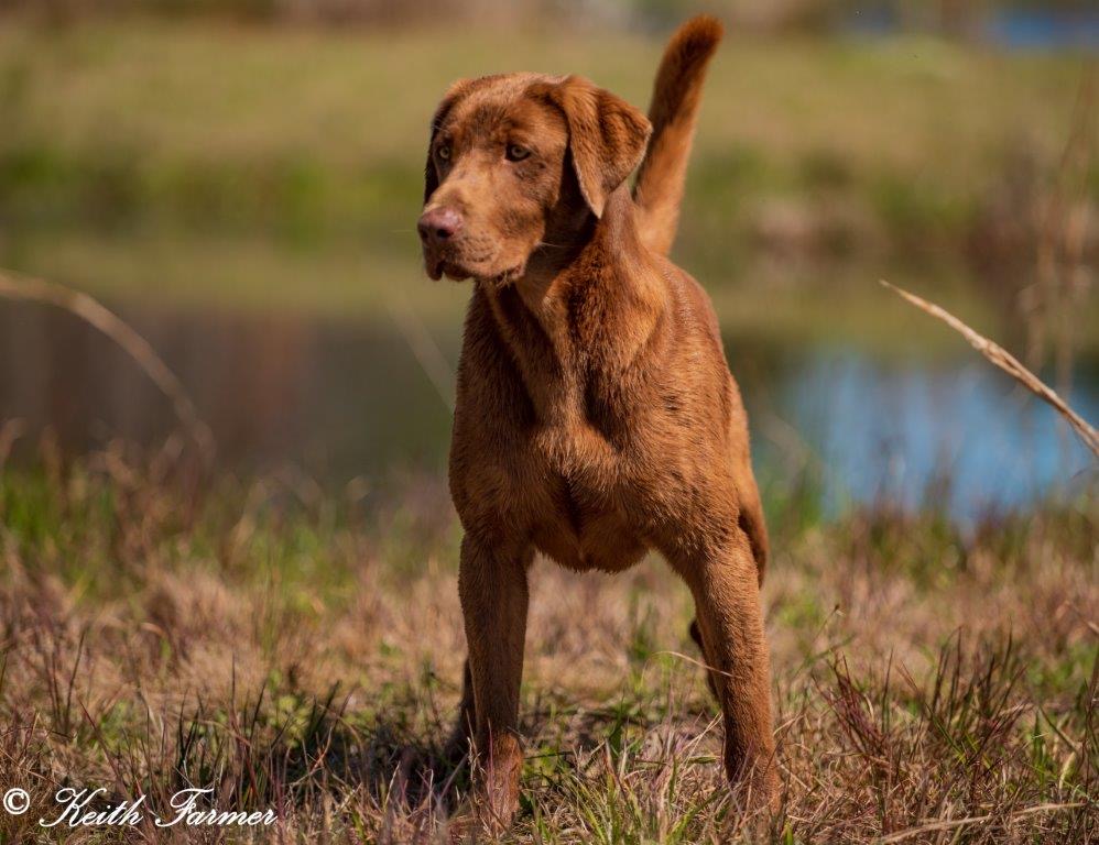 Tremblin Earth's Thug Neighbor | Chocolate Labrador Retriver