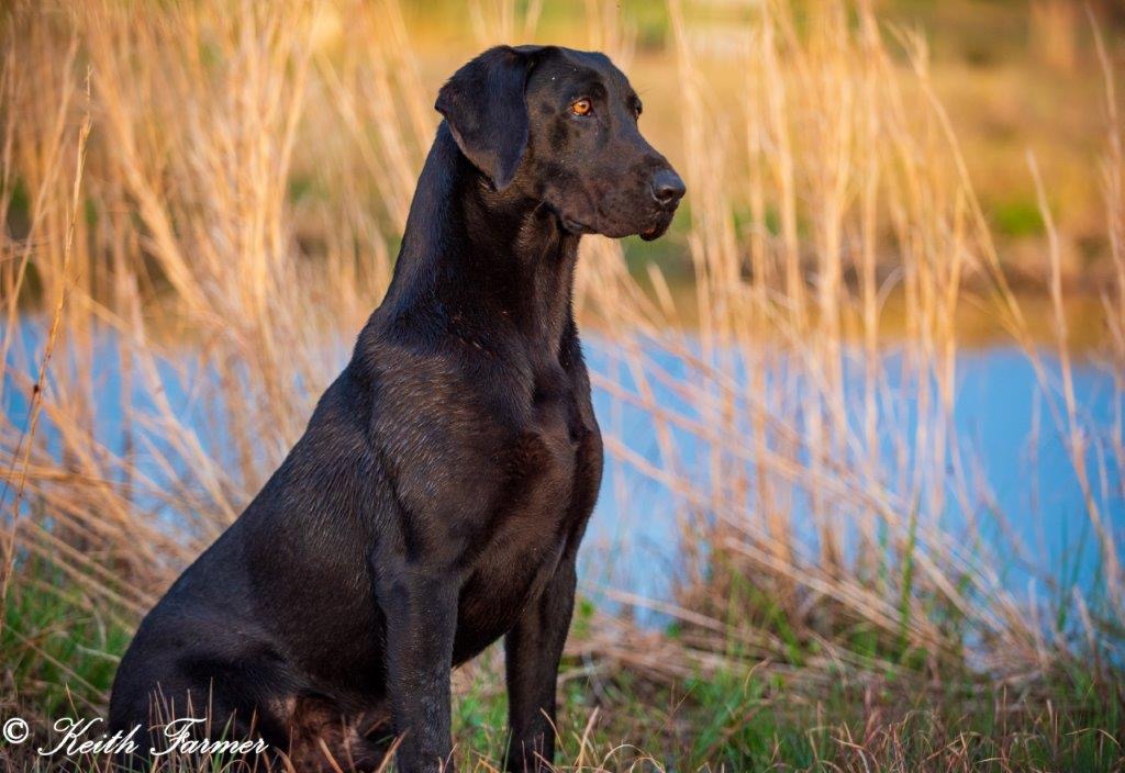 Tremblin Earths Inevitable | Black Labrador Retriver