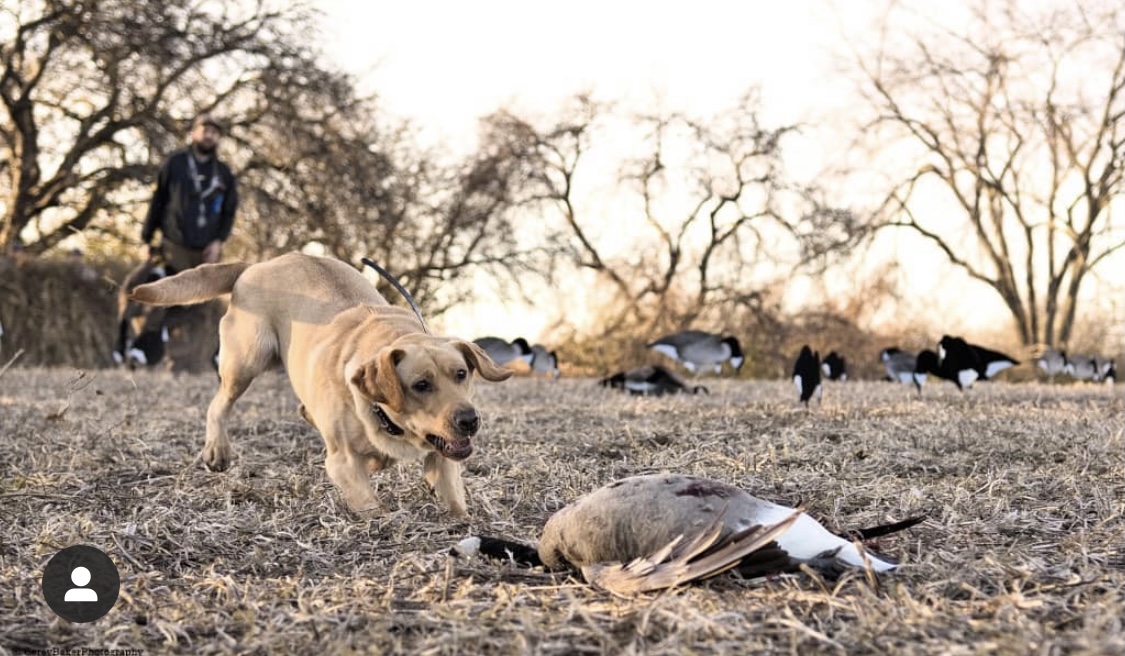 HRCH Wingfeathers Charged Up Lady MH | Yellow Labrador Retriver