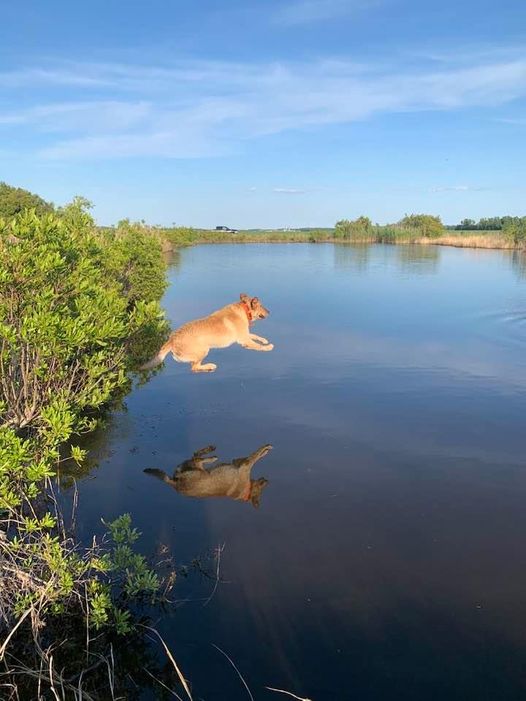 SHR APR Hyde And Seek Winchester | Yellow Labrador Retriver