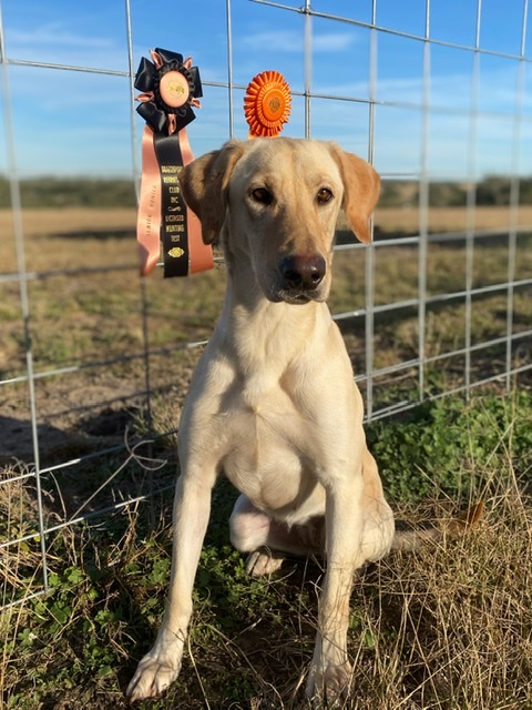 LSR Rockin M She's A Ten MH | Yellow Labrador Retriver