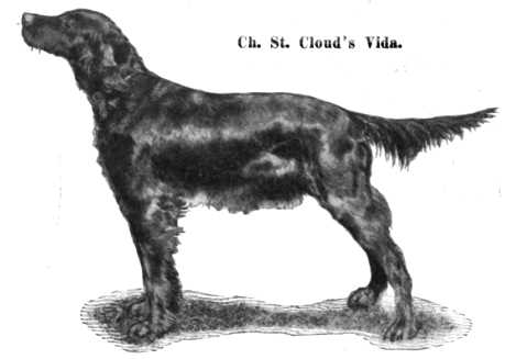 St Cloud's Vida | Irish Setter 