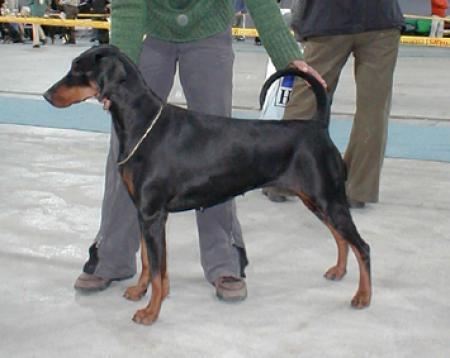 Sun-Shine v. Alpha Nordic | Black Doberman Pinscher