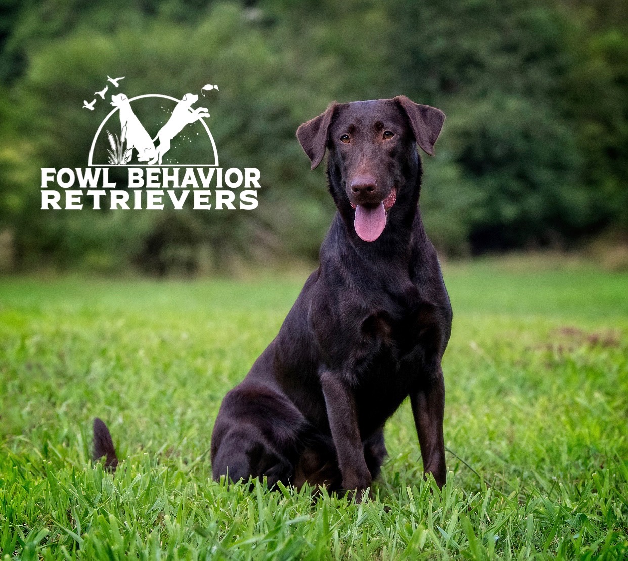 FBR Rufflin Some Feathers DJ DS | Chocolate Labrador Retriver