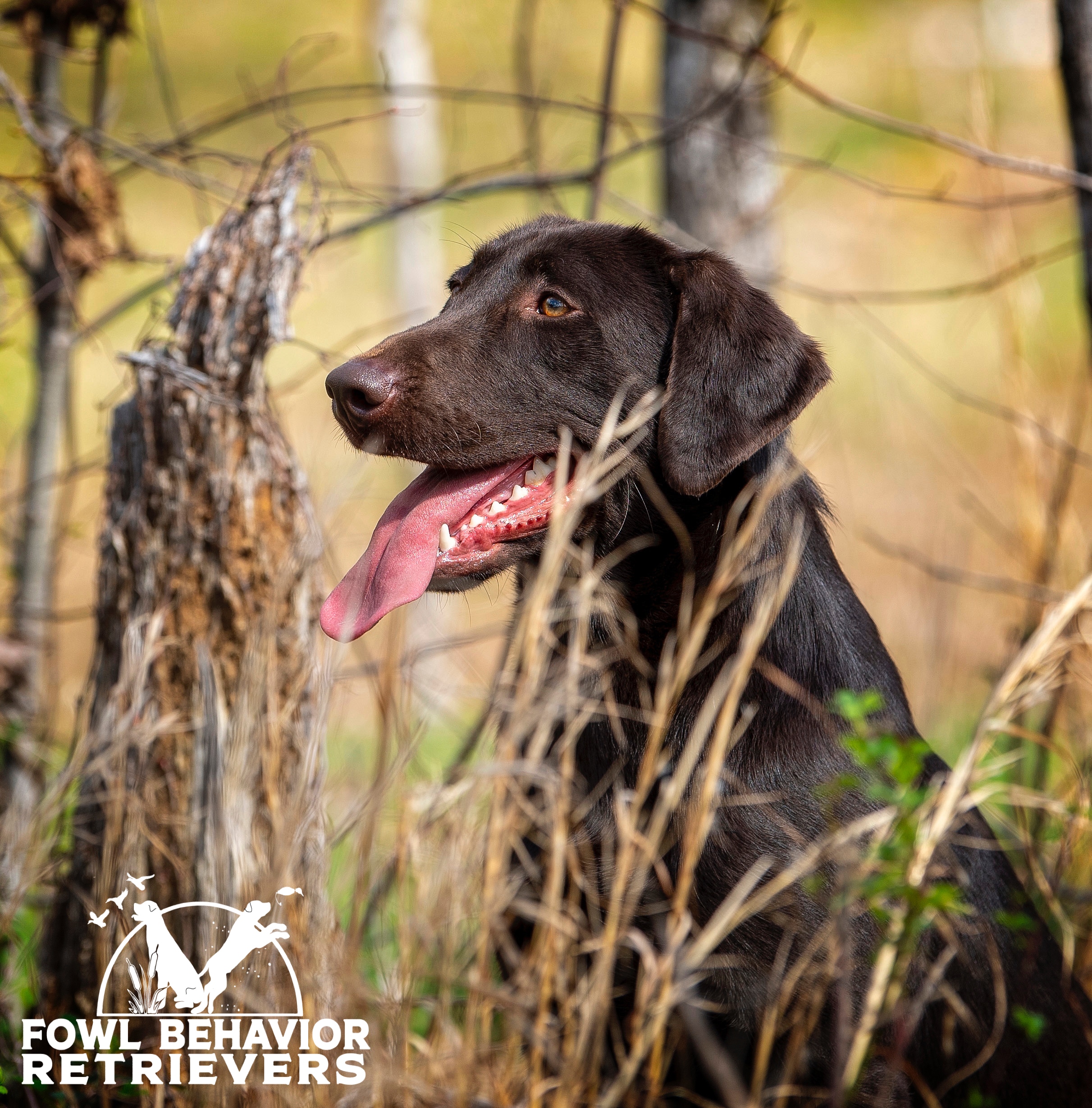 FBR Smoke Rings in the Dark DS CGC TN | Chocolate Labrador Retriver