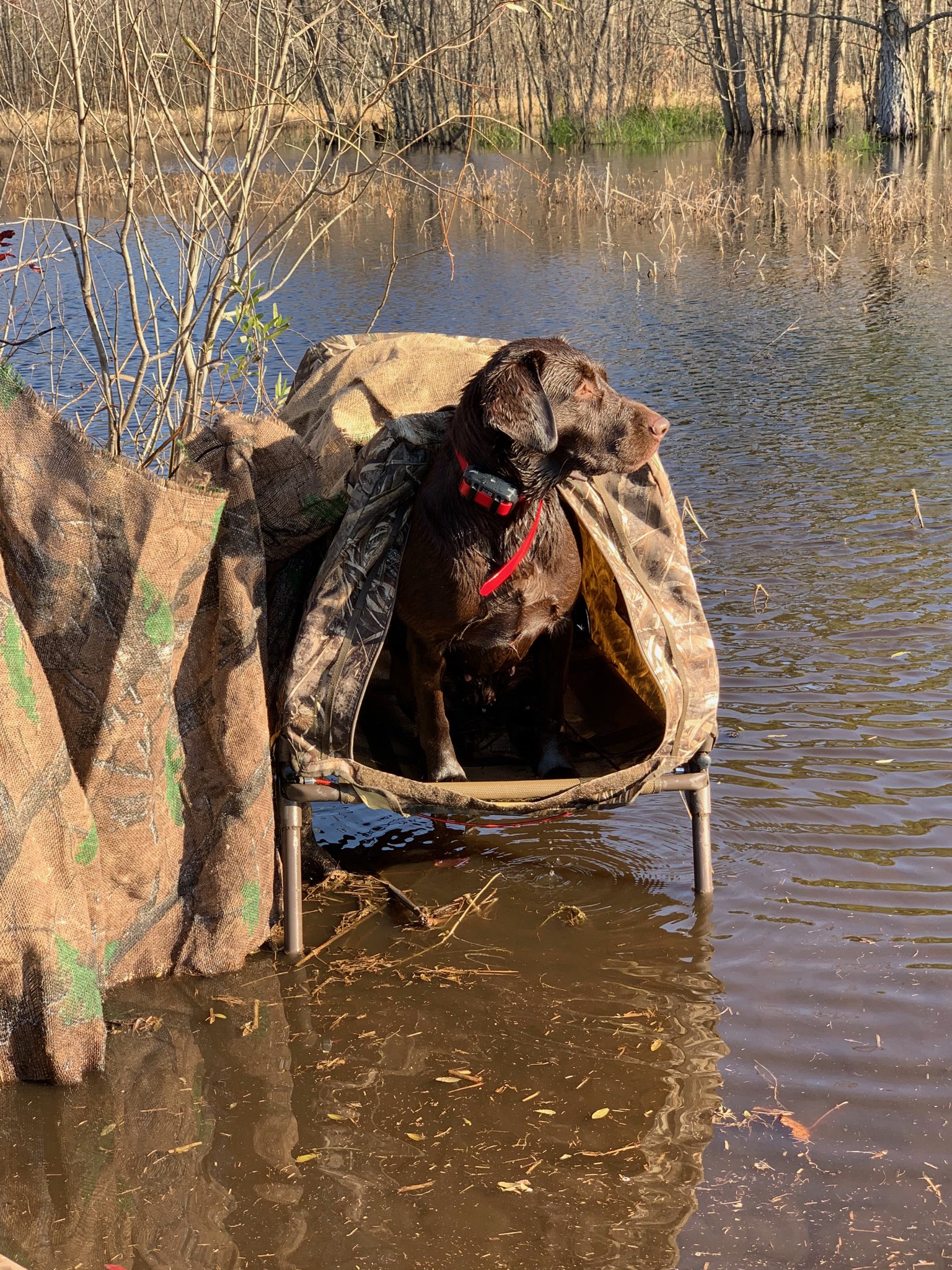 Sprig's Swamp Water Breeze SH | Chocolate Labrador Retriver