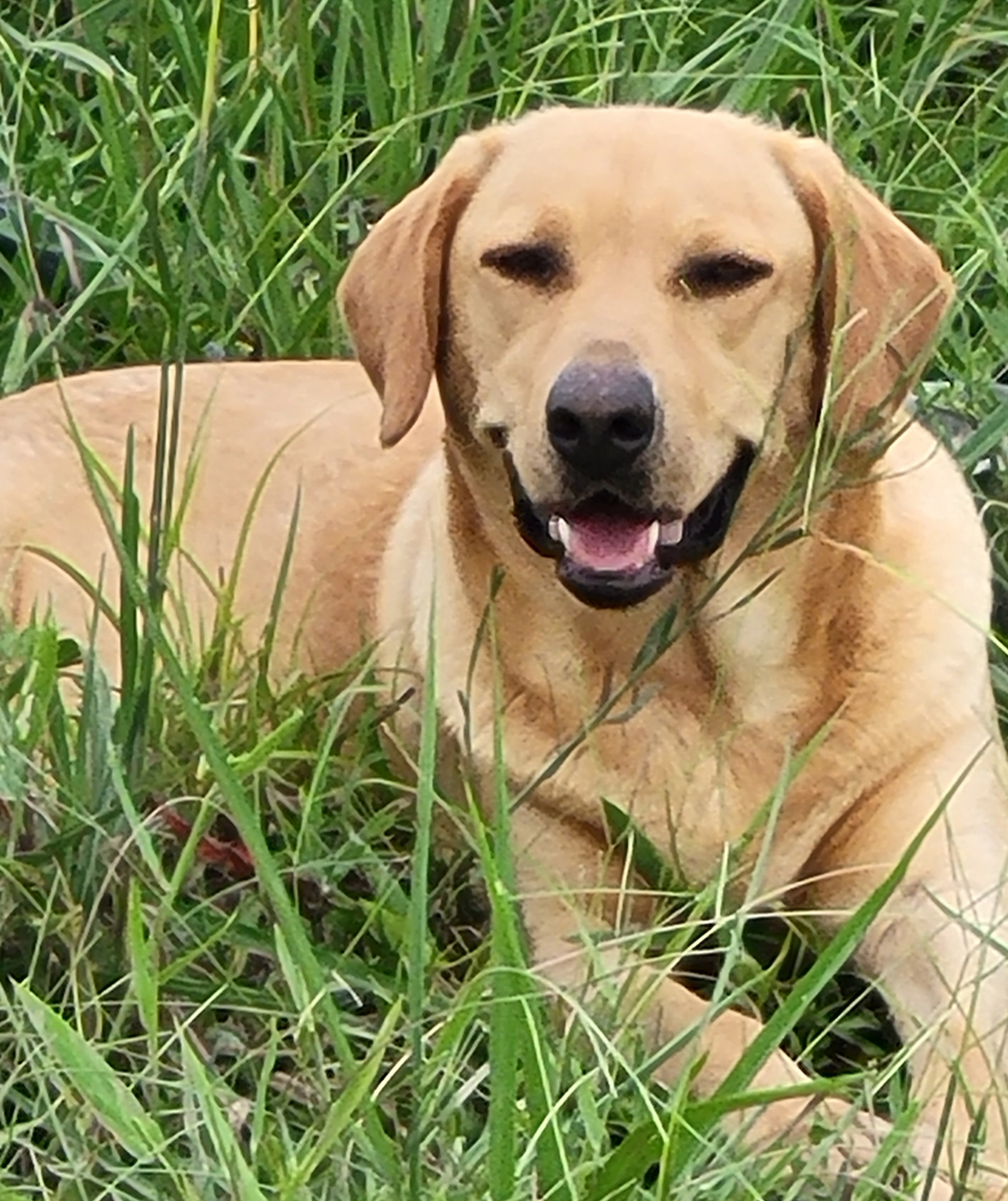 HRCH Remy Sweet Sky JH | Yellow Labrador Retriver