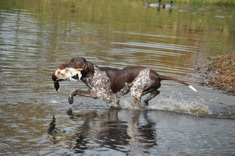 Bruno KS Keiviento | German Shorthaired Pointer 