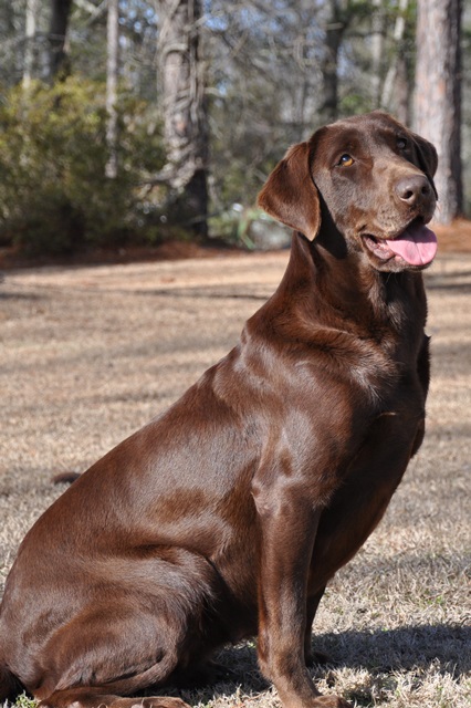 Big Creek's Abby Girl Blue | Chocolate Labrador Retriver