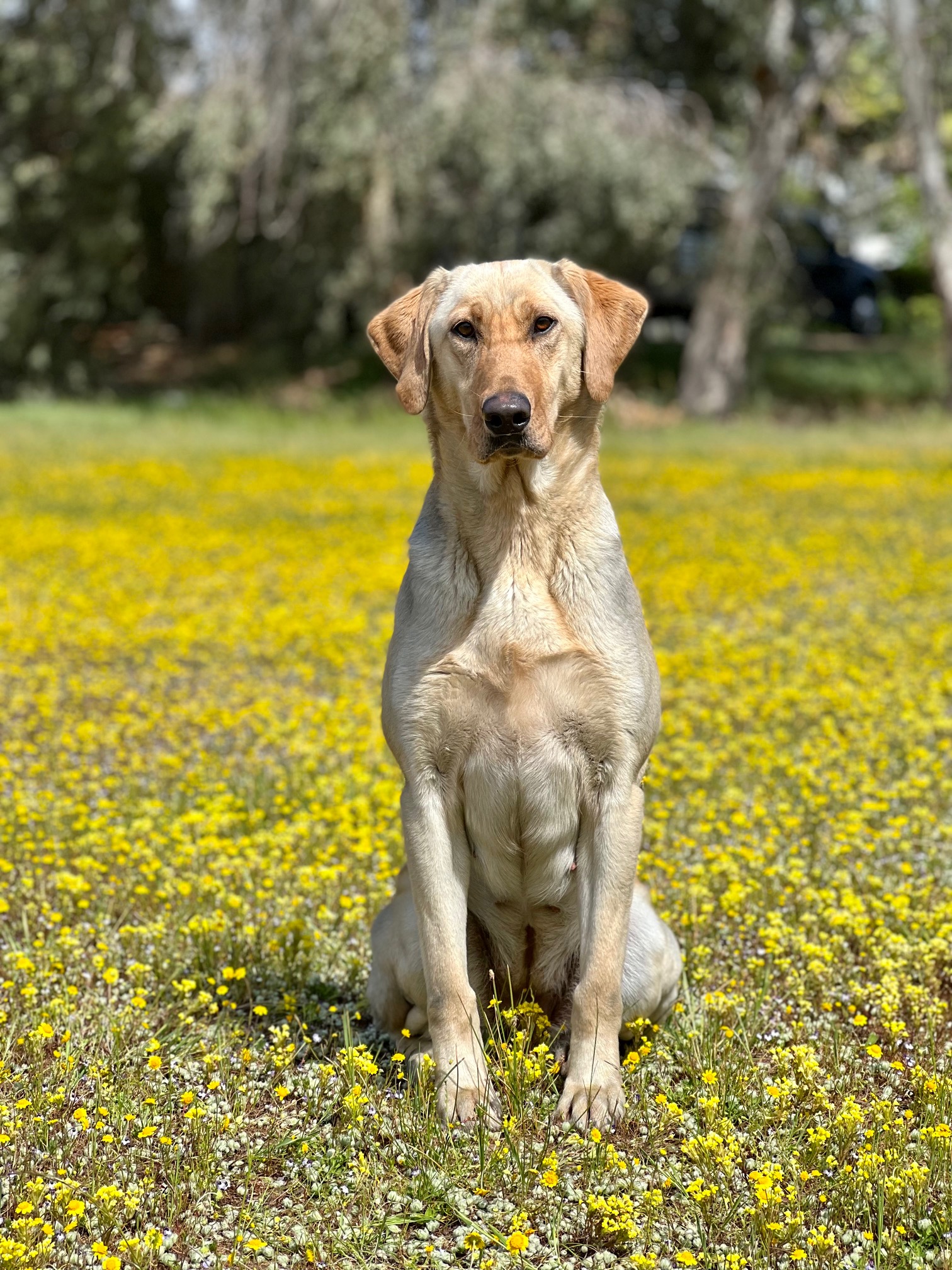 DucDogz A New Hope JH | Yellow Labrador Retriver