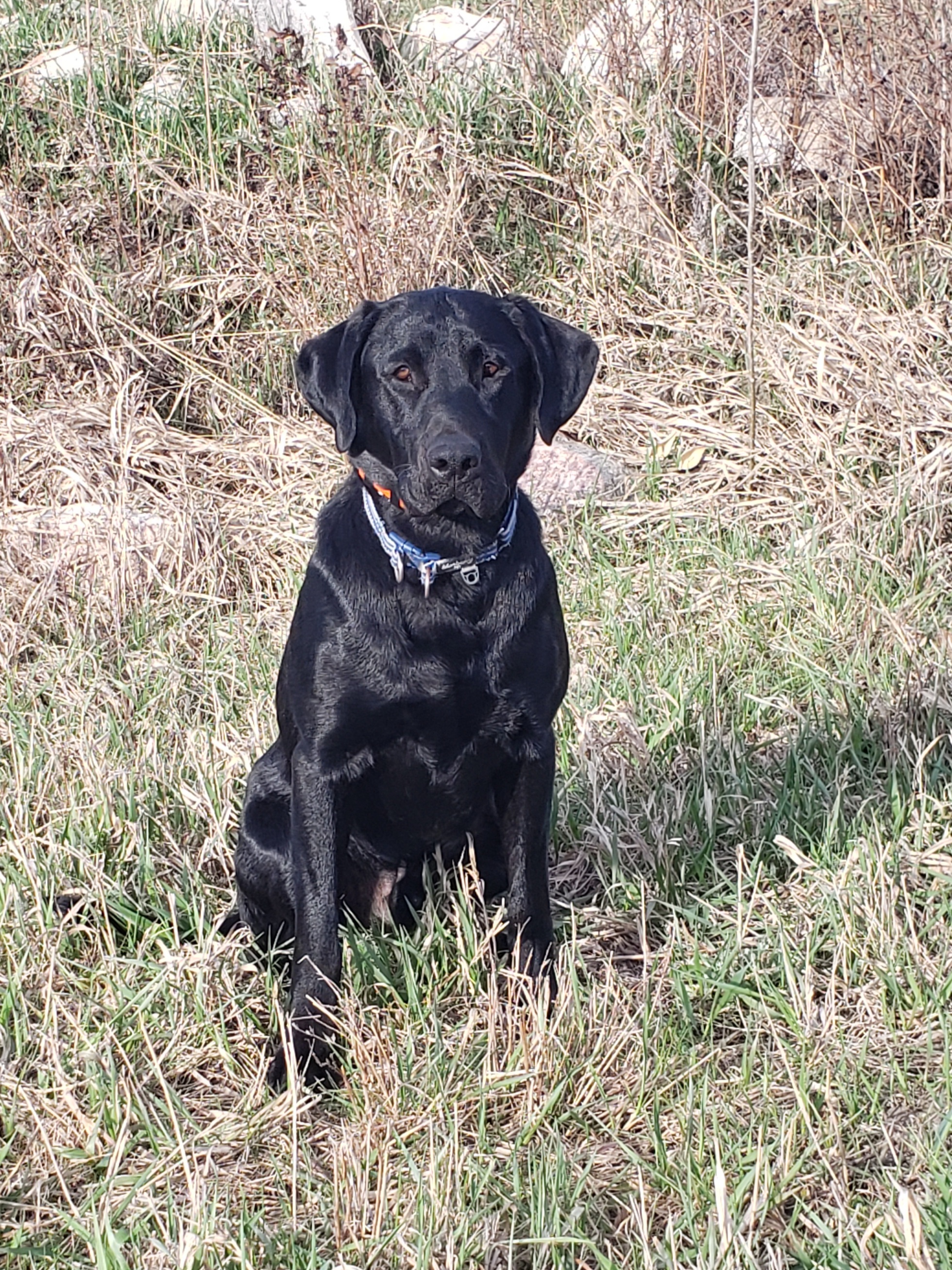 I'm Your Huckleberry...Pitter Patter JH | Black Labrador Retriver