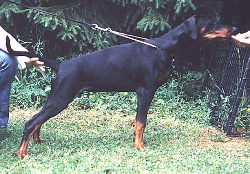 Kriegerhof Lava Lavina | Black Doberman Pinscher