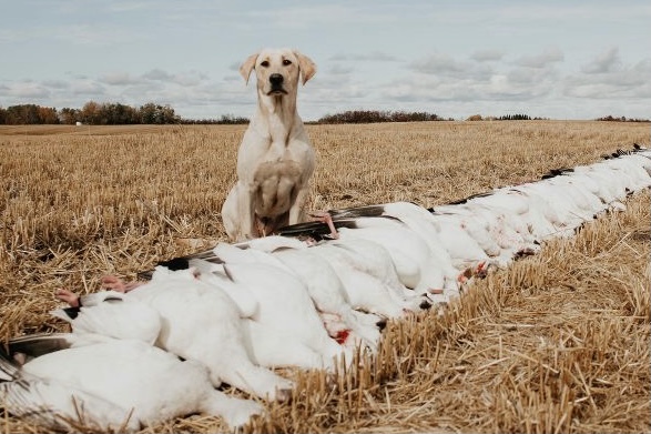 MPR Prairie Pts Lady Ellie | Yellow Labrador Retriver