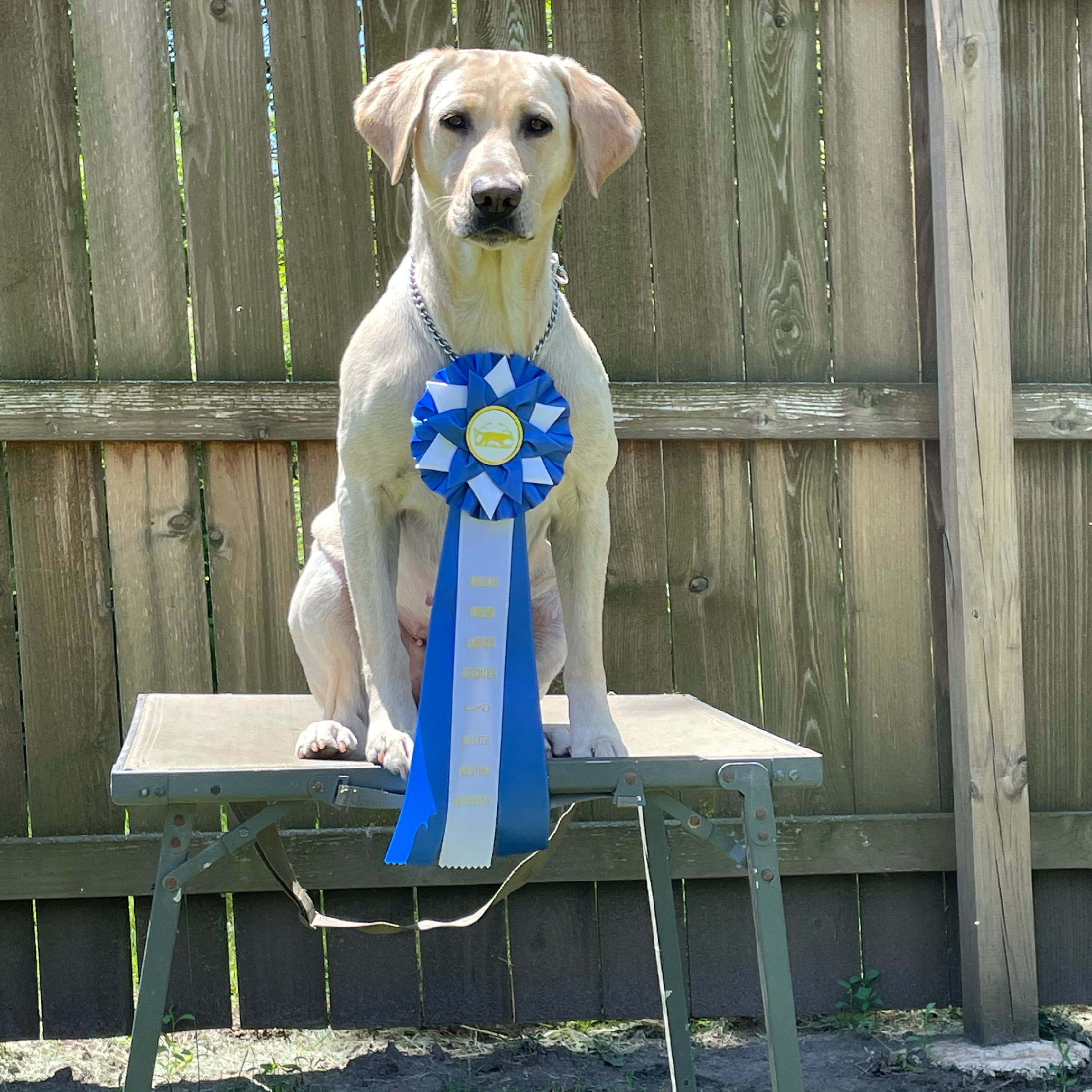 MPR Prairie Pts Lady Ellie | Yellow Labrador Retriver