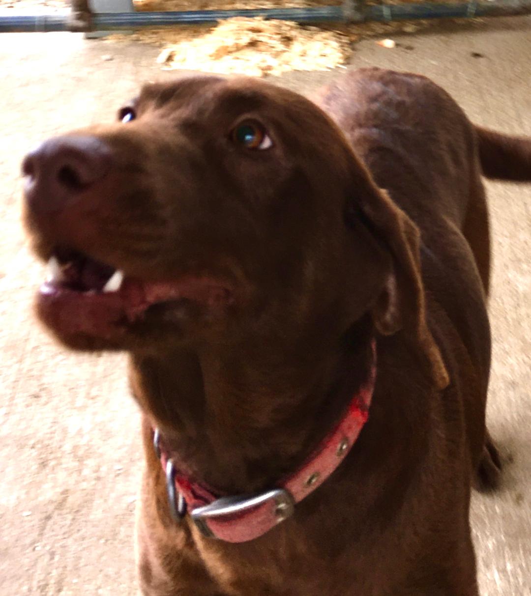 Show Me Wings Maggie | Chocolate Labrador Retriver