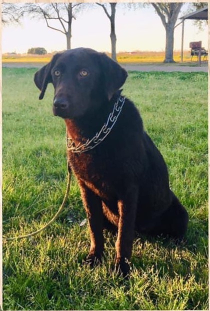 Fbk's Diamond In The Ruff | Chocolate Labrador Retriver