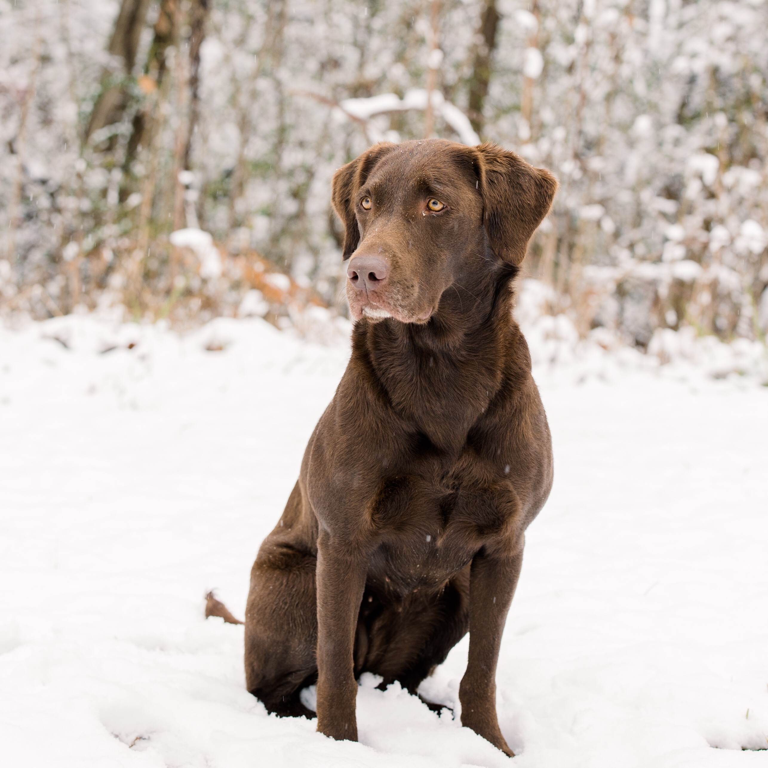 HRCH Lucy Adeline Of Bayou Bacon | Chocolate Labrador Retriver