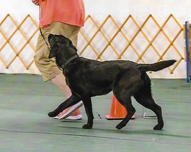 Chilbrook Contender CD CGC TKI RA SN-C WC | Black Labrador Retriver