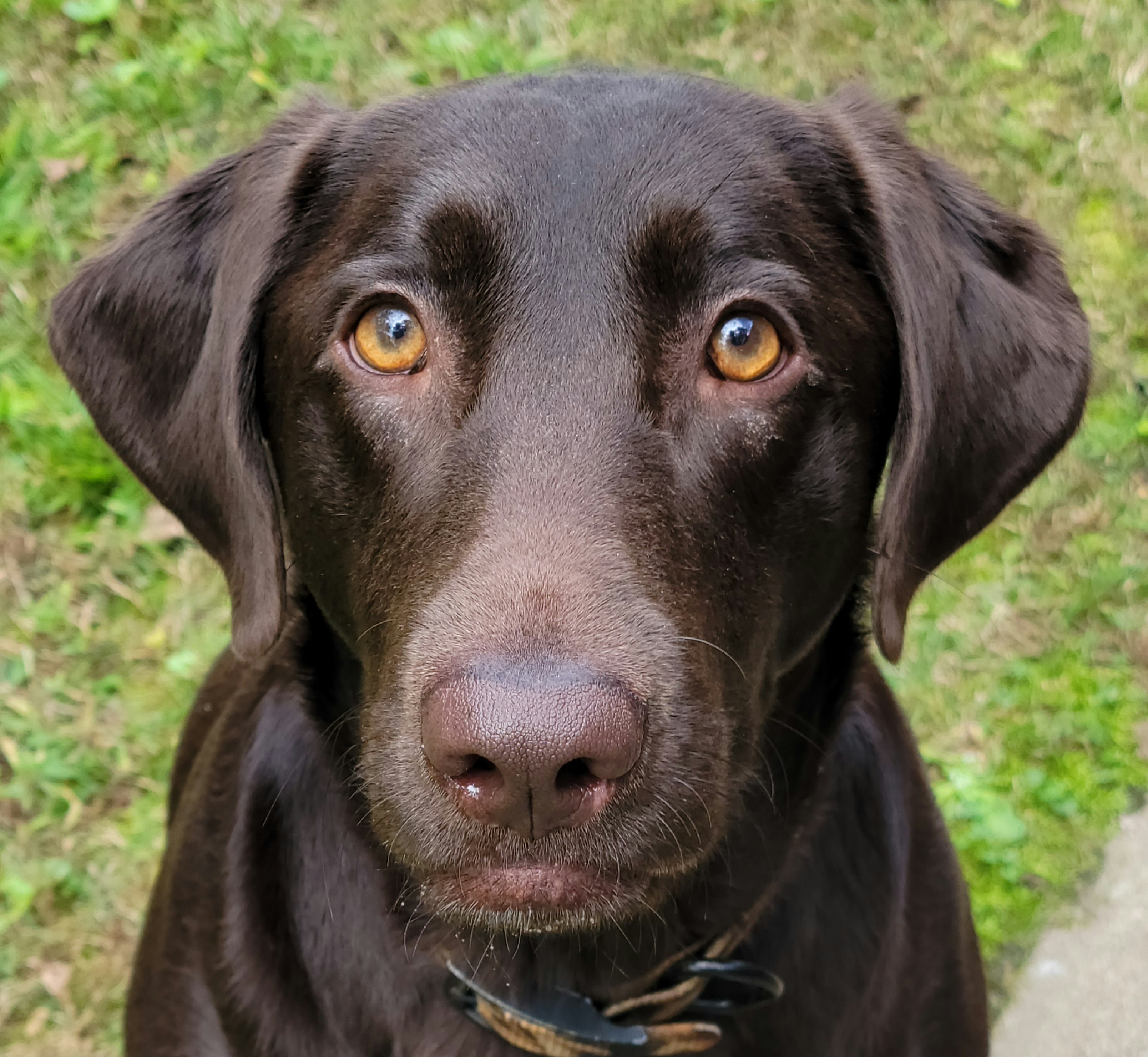 HR Lindsey's Burning Meadow JH | Chocolate Labrador Retriver