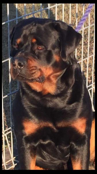 Kratanik Achilles | Rottweiler 