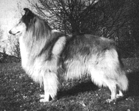 Sheildon Sterling From Shiel | Rough Collie 