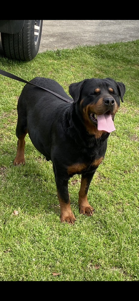 Mondelo Ali | Rottweiler 