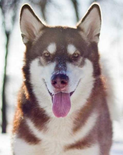 ZAGADKA SIBIRI ZHENDA FLOWER | Alaskan Malamute 