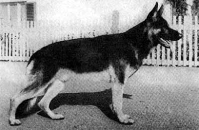 Anderl vom Herzogbad | German Shepherd Dog 