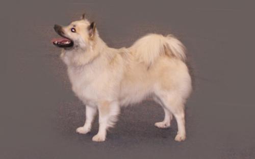 Bjarkarkots Embla | Icelandic Sheepdog 